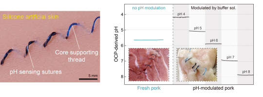 인공 피부 및 다양한 산성도를 가지는 돼지고기에 봉합된 생체 전자봉합사 모습. DGIST 제공